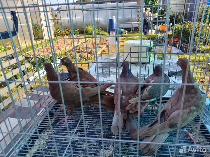 Бойные голуби