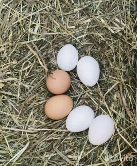 Домашние куриные яйца