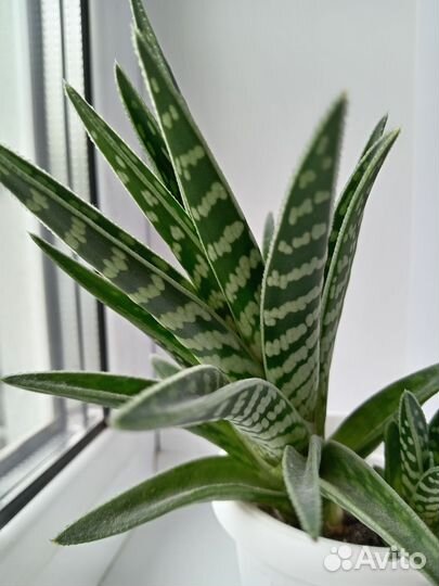 Алоэ тигровое