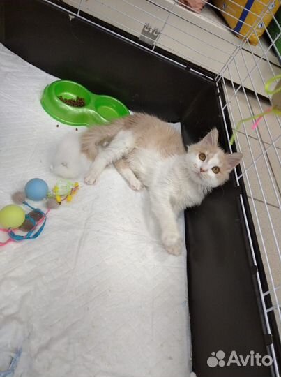 Котенок в добрые руки