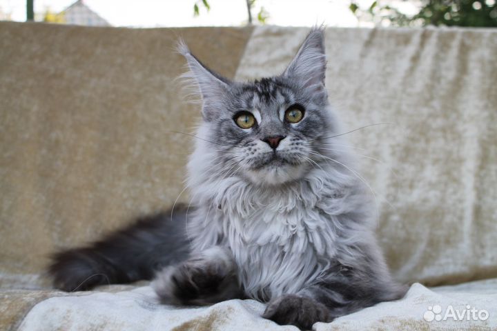 Мейн куны - серебряная роскошь