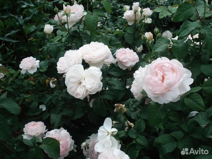 Продам розы и прочее