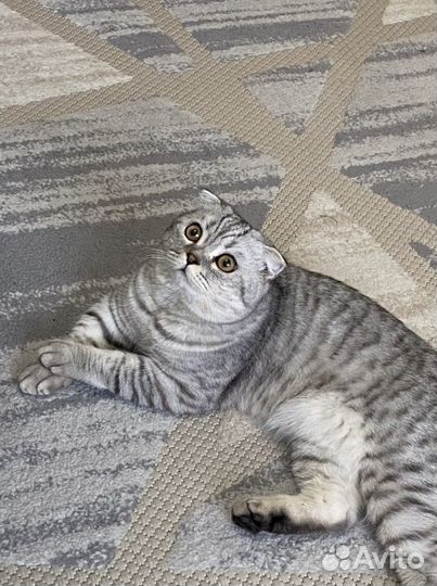Вязка шотландцец вислоухий
