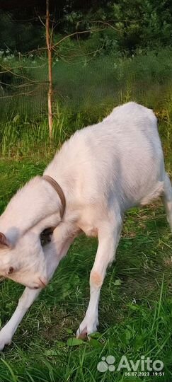 Козочка 50/50, козлята, кролики