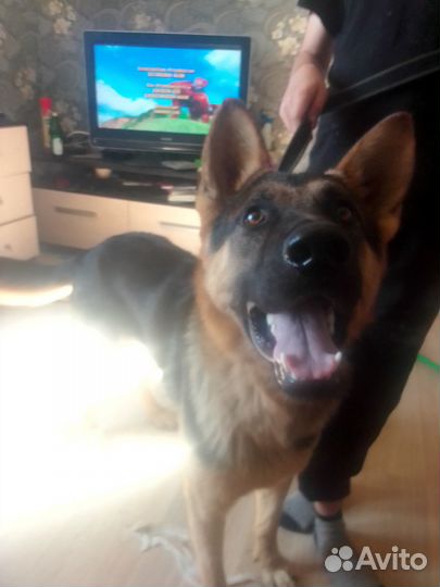 Отдам в добрые руки