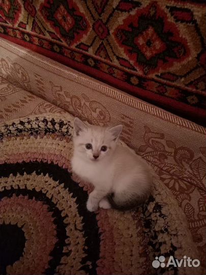 Кошечка в добрые руки