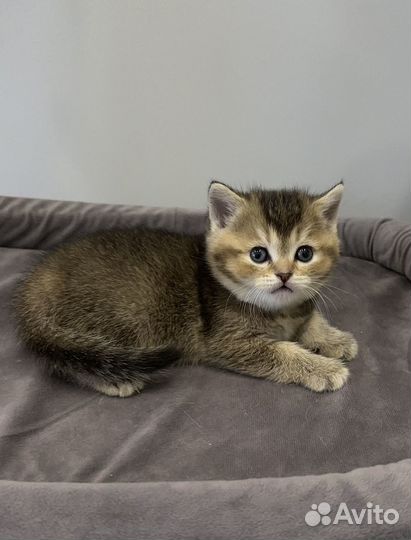 Шотландская девочка