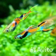 Гуппи эндлера