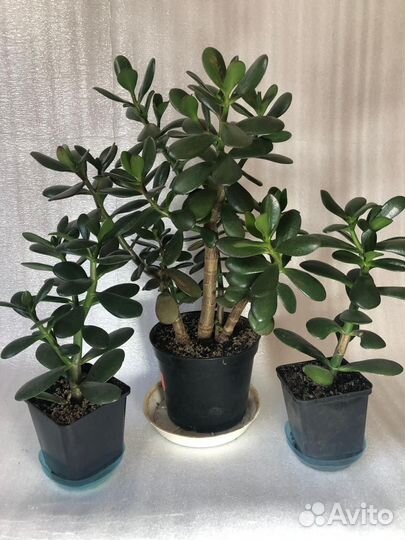 Крассула толстянка