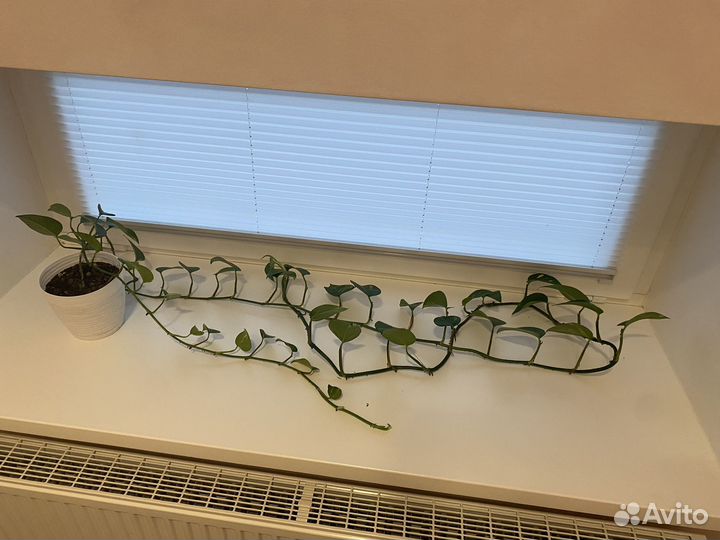 Сциндапсус золотистый