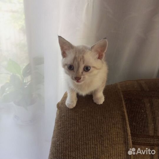 Кошки бесплатно