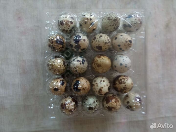 Яйца перепелиные