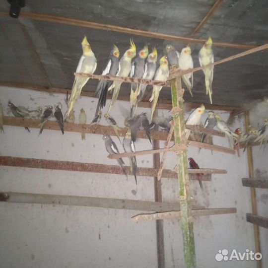 Продаю корелл,канареек