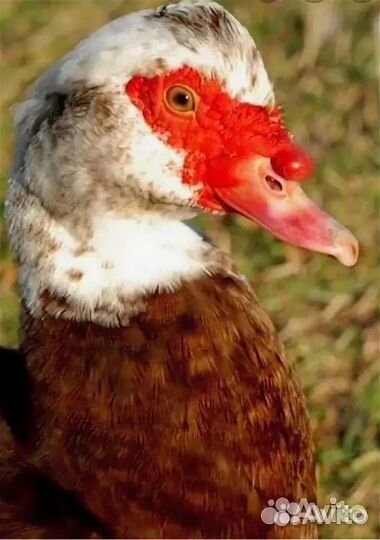 Продам индоуток