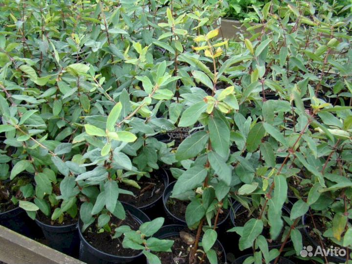 Саженцы жимолости Новинка