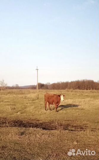 Корова с теленком