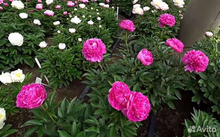 Пионы саженцы