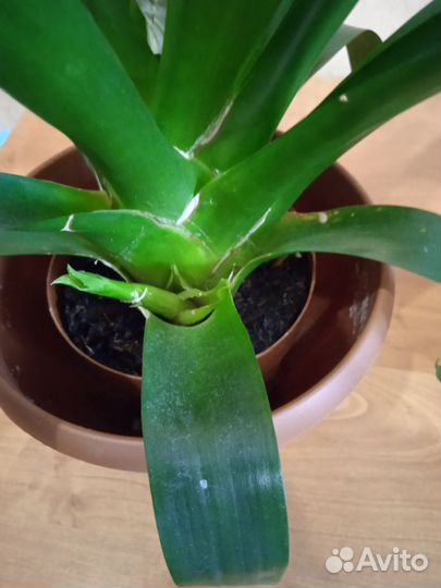 Вриезия жёлтая и красная