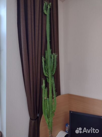 Кактусы, высота 1,5 метра