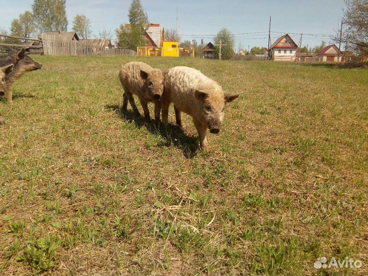 Венгерская мангалица