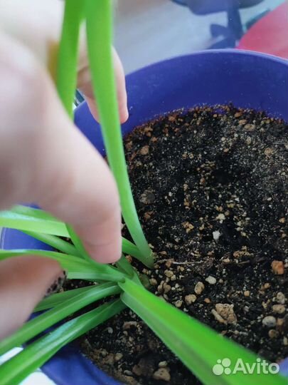 Хлорофитум растение, цветок