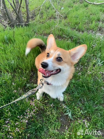 Пропала собака Вельш-корги пемброк