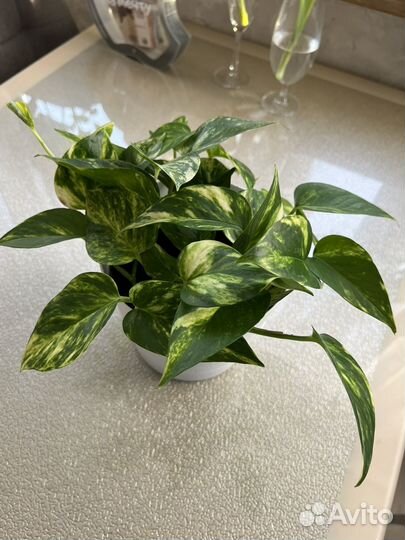 Сциндапсус