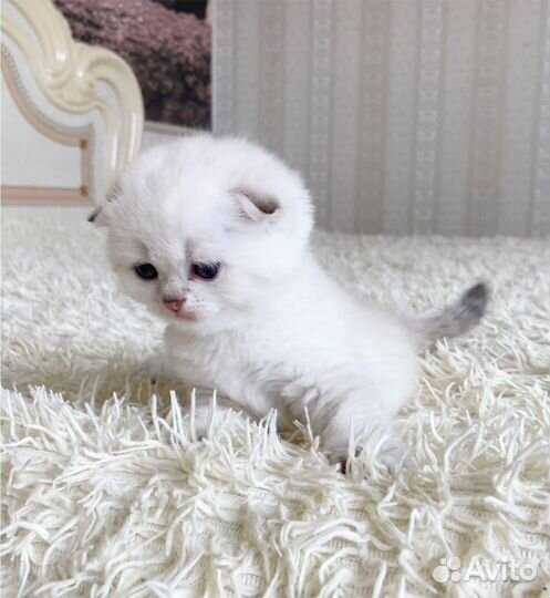 Плюшевая вислоухая девочка окраса by2133