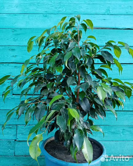 Продам цветы комнатный