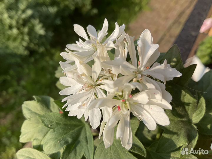 Пеларгония звездчатая (стеллар)