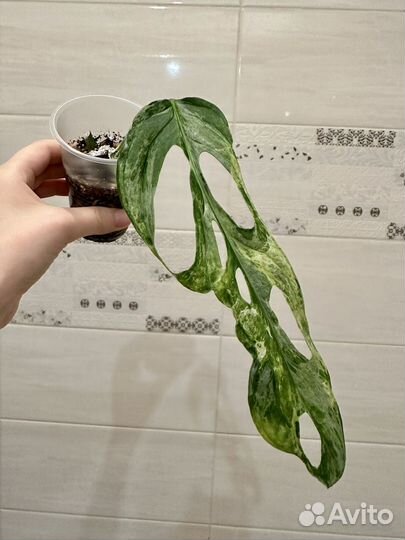 Монстера Адансони Вариегатная