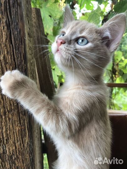 Рыжий котенок