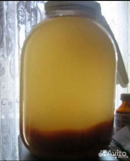 Винный гриб