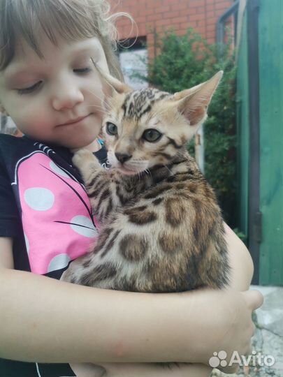Бенгальский котенок