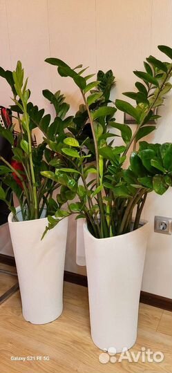 Замиокулькас