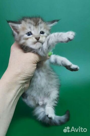 Мейн Кун котики