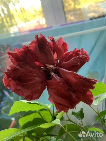 Гибискус китайская роза