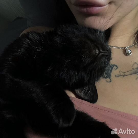 Котики бесплатно