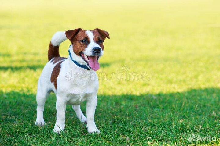 Передержка собак маленькой породы