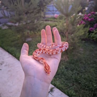 Маисовый полоз самец