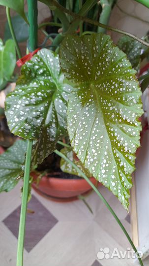 Бегония макулата