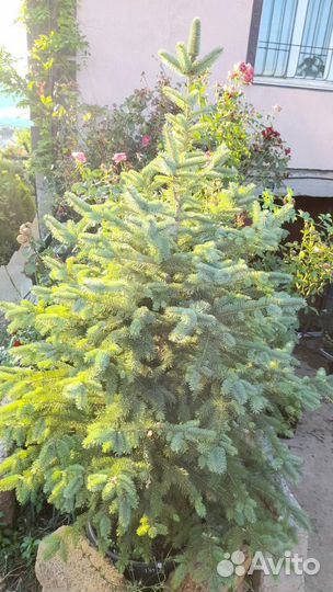 Ели Маджестик, Супер блю, Глаука, Крымские зкс