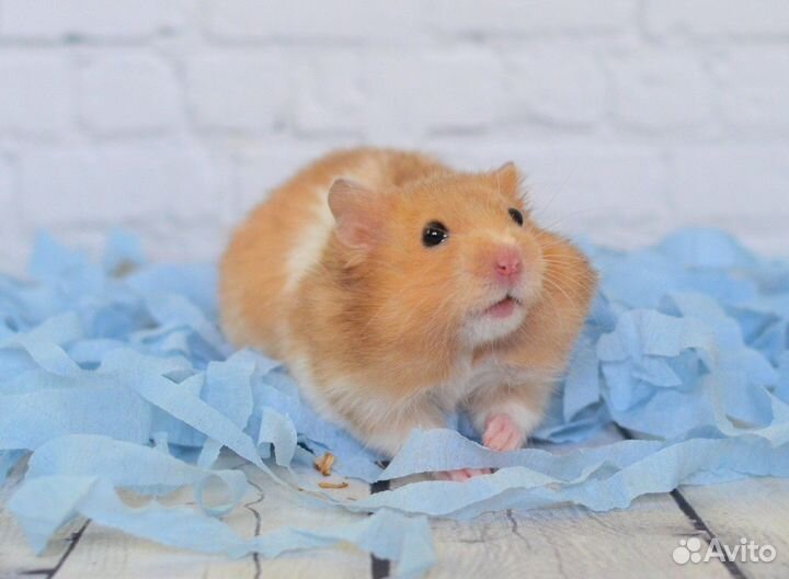 Сирийские хомячата