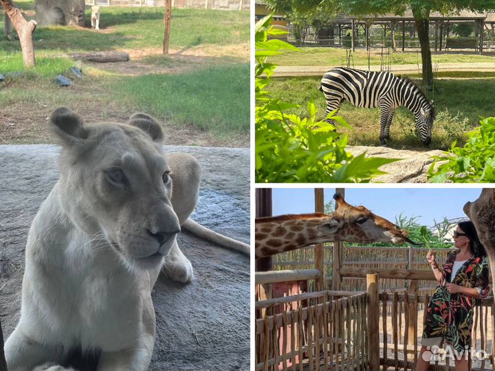 Экскурсии: Дубай, Абу-Даби, Сафари