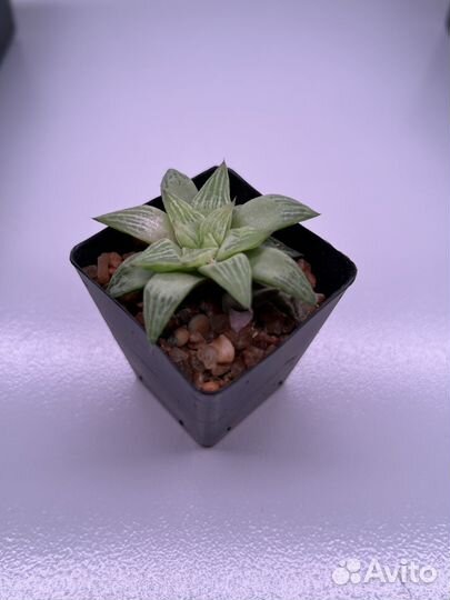 Суккуленты: хавортия, haworthia