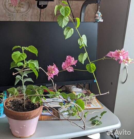 Бугенвиллея