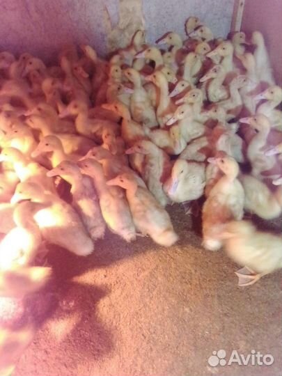 Утята бройлерные