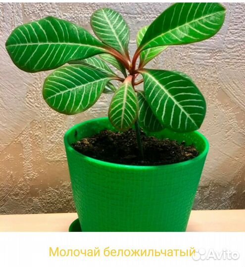 Комнатные цветы