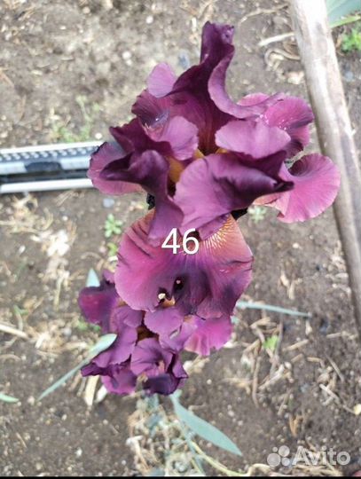 Ирисы бородатые сортовые