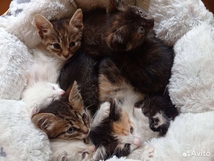 Малыши котятки ищут дом